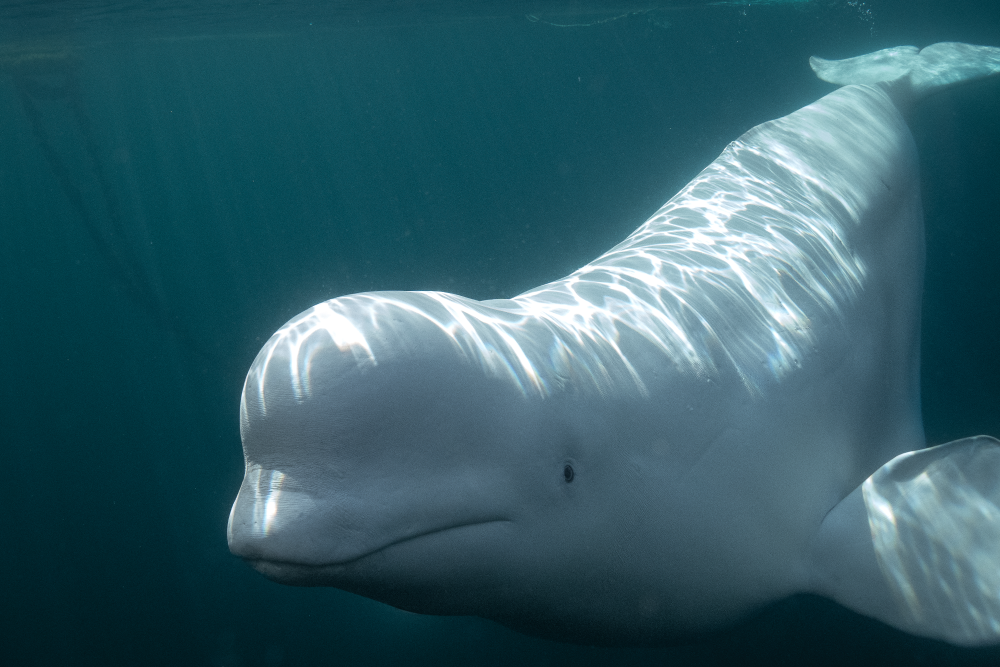 a beluga whale swimming in water